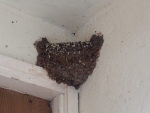 This nest is home to our Swallows who visit us every year in Springtime